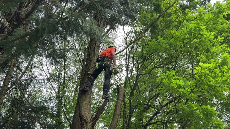 Best Hedge Trimming  in Athens, OH